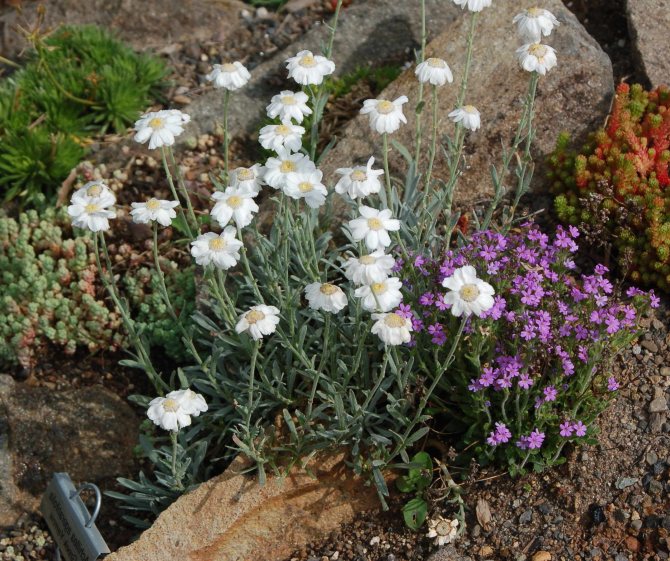 Foto Yarrow Achillea ageratifolia dengan bunga lain