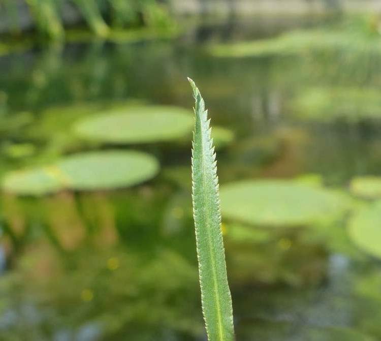 Yarrow ptarmica leaf