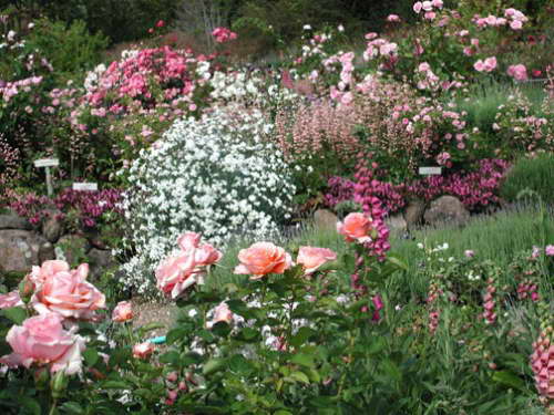 Yarrow combination with other flowers photo