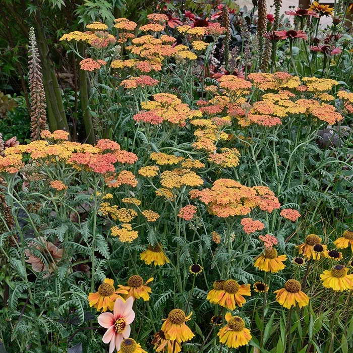Yarrow in a mixborder photo of flowers