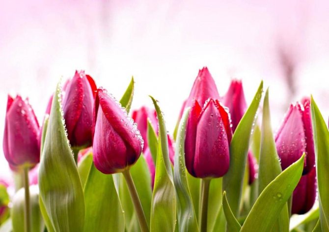 Common tulip
