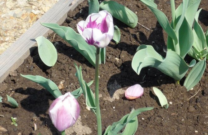 Tulip after flowering