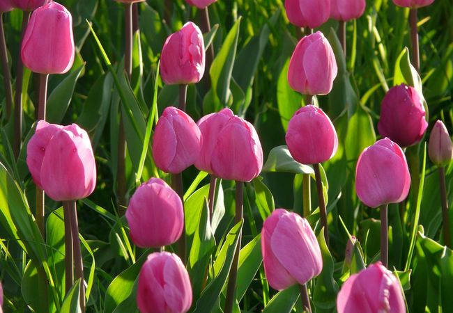 Ang mga tulip ay namumulaklak hanggang Hunyo