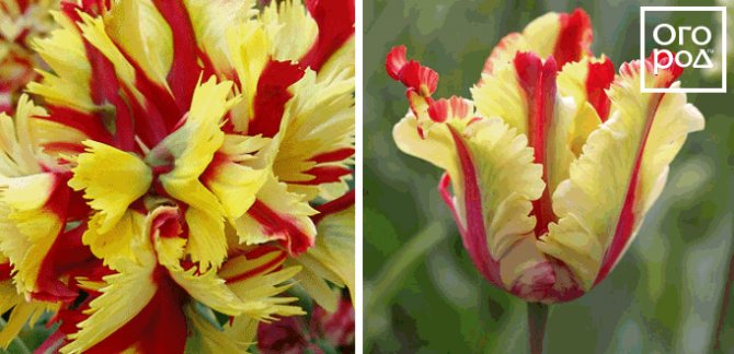 Tulips Flaming Parrot