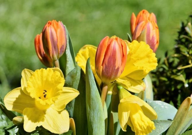 Tulips at daffodil