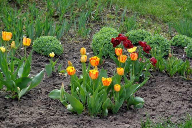 Tulips in the beds