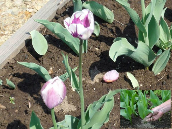 tulipány vybledly