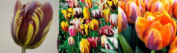 Tulips Rembrandt