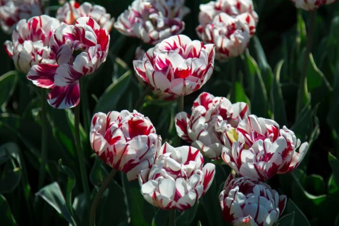 Rembrandt tulips