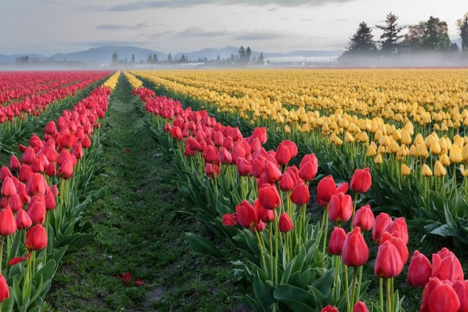 Tulip di Skagit Valley, Washington