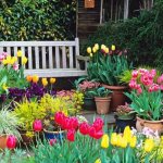 Лалета в градинското озеленяване - ръководство за красиво засаждане на цветя