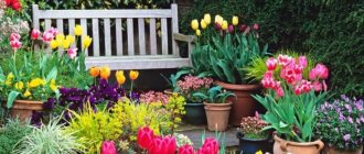 Tulips in garden landscaping - a guide to beautifully planting flowers