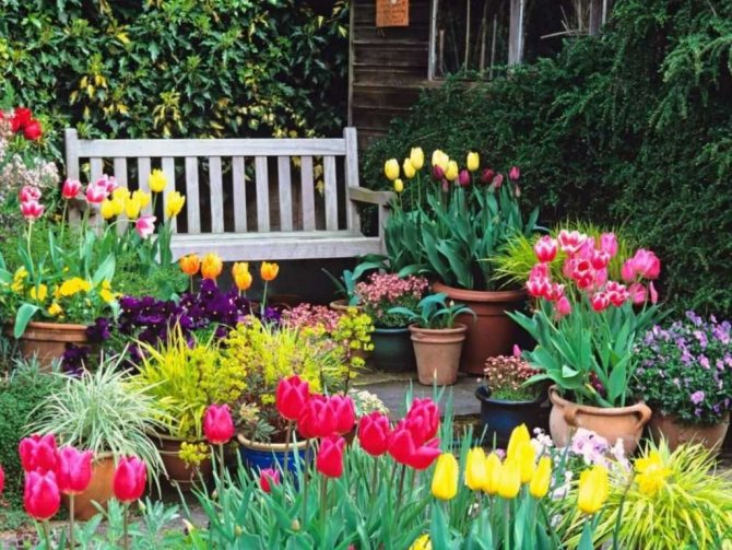Tulpen in der Gartengestaltung - ein Leitfaden für das schöne Pflanzen von Blumen