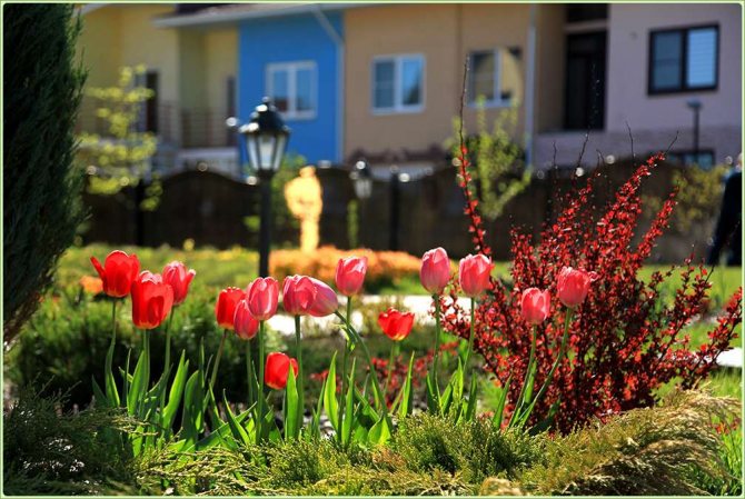 Лалета в градинското озеленяване - ръководство за красиво засаждане на цветя