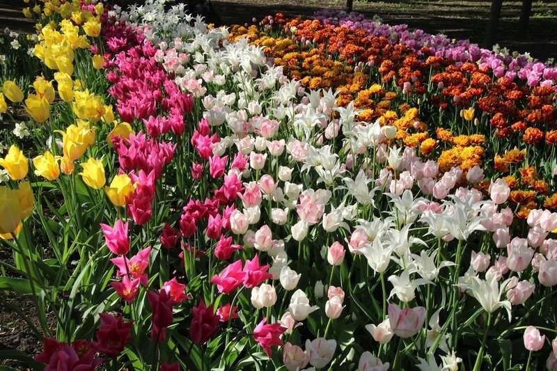 Tulips in garden landscaping - a guide to beautifully planting flowers