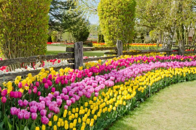 Tulip dalam landskap taman - panduan untuk menanam bunga dengan indah