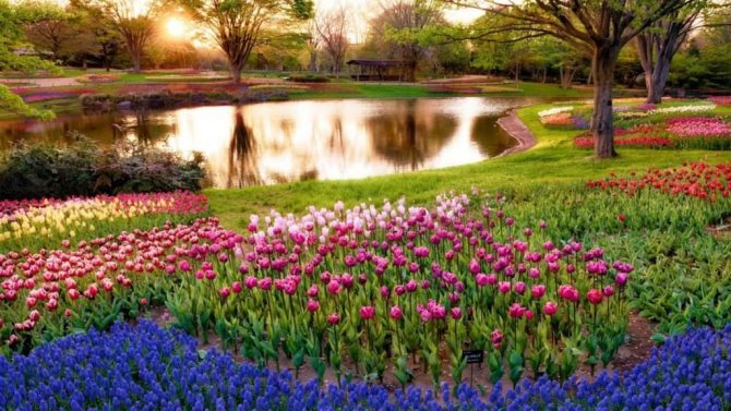 Tulip dalam landskap taman - panduan untuk menanam bunga dengan indah