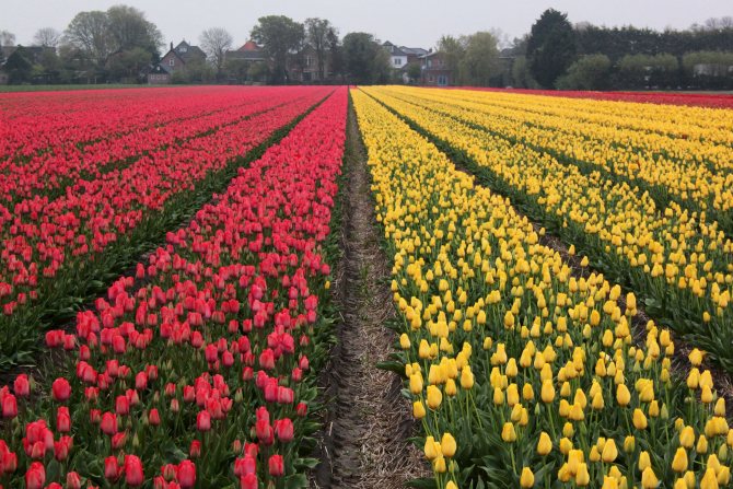 Tulipány poblíž Hillegom v Holandsku