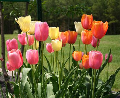 pěstování a péče o tulipány