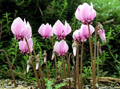 Cyclamen has thick, juicy, brown underground tubers