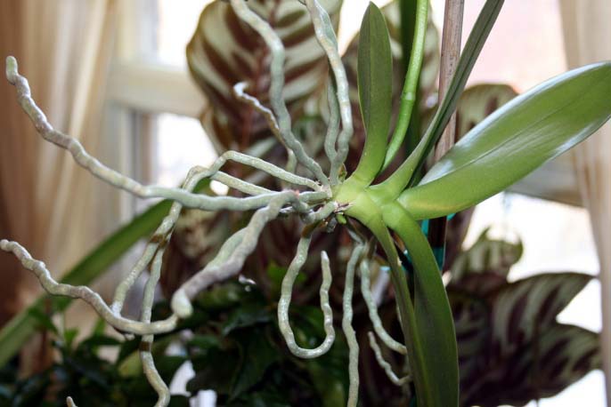 In epiphytes, the root system develops in order to collect moisture from the atmosphere.