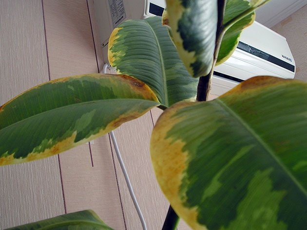 Ficus leaves turn yellow