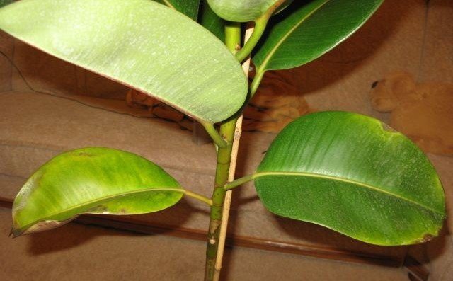 Листата на Ficus robusta пожълтяват