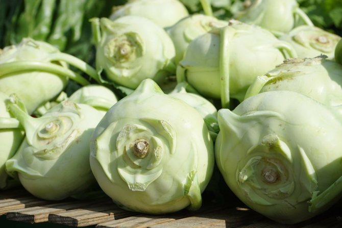 Kohlrabi cabbage has average and poor keeping quality. Stem fruits wither quickly. It is necessary to store kohlrabi at a temperature of about 0 ° C and a humidity of 95%. Shelf life 1.5-2 months