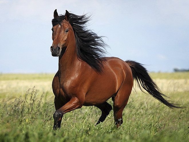 حصان الخليج له بدة سوداء