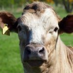 البقرة فقدت العلكة ماذا تفعل العلاجات الشعبية