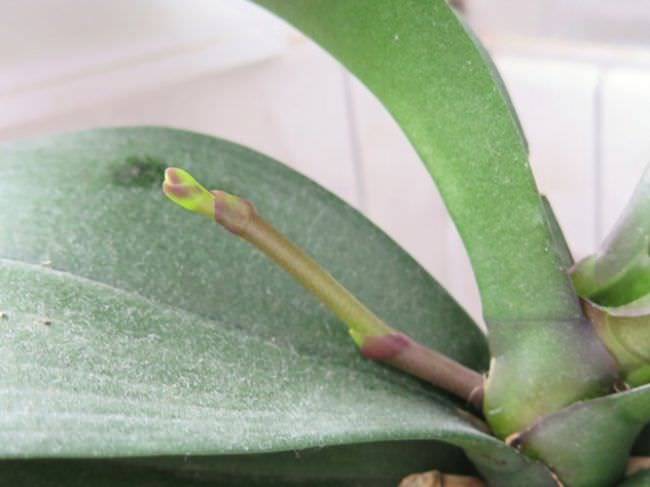 Anggrek dari spesies "Phalaenopsis" membentuk peduncle berkualiti tinggi pada akhir musim luruh.