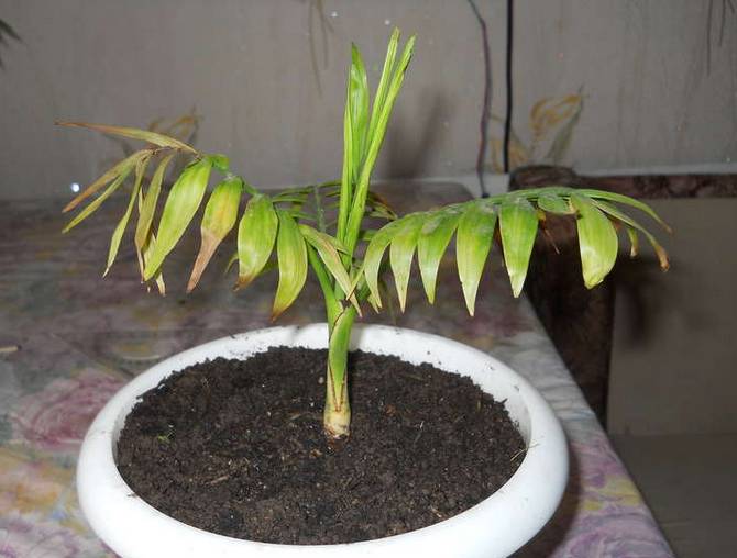 Растението може да изсуши върховете на листата - това показва недостатъчна влажност на въздуха.