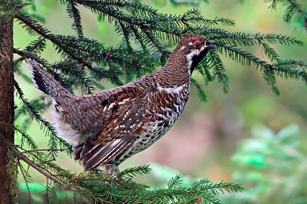 The hazel grouse has many enemies in nature, so these birds are careful and secretive.