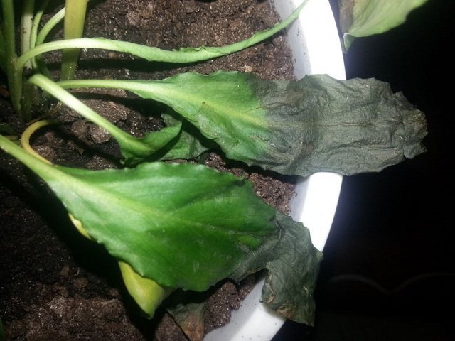 Spathiphyllum leaves turn black and dry, what to do