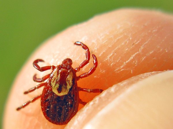 Infected ticks have no clear signs of tick-borne encephalitis virus in them.