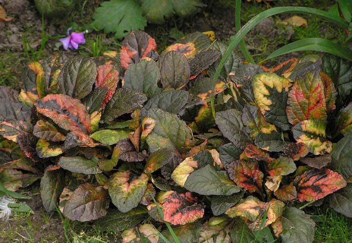 Zhyvuchka Multicolor-Blätter haben keine monochromatische Farbe, sondern sind fleckig