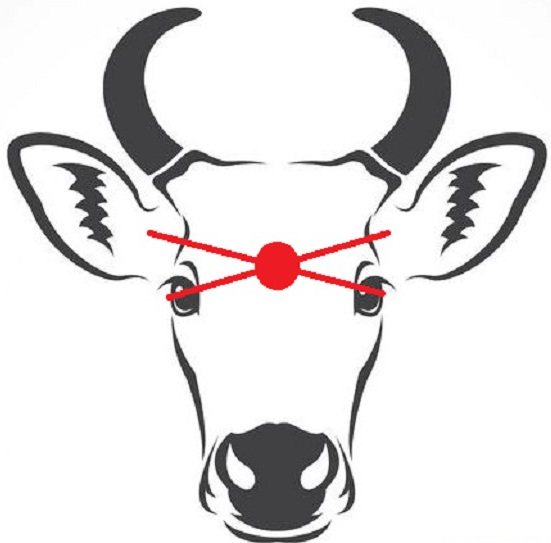 Клане на крави: схема