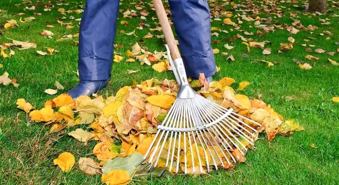 rengöring av fallna löv