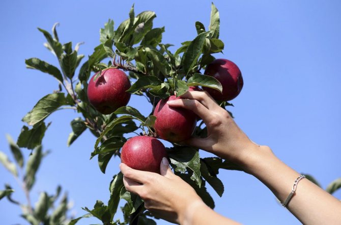 Събиране на зрели ябълки