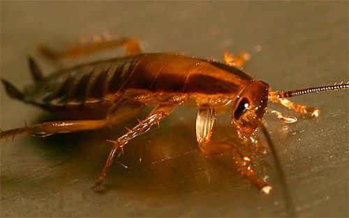Scientists are preparing a new weapon against cockroaches