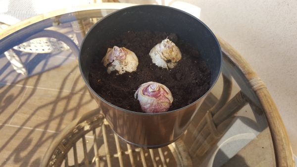A good example of planting hyacinths. The bulbs are spaced apart from each other and from the sides of the pot
