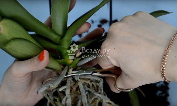 Beteg és korhadt Phalaenopsis gyökerek eltávolítása