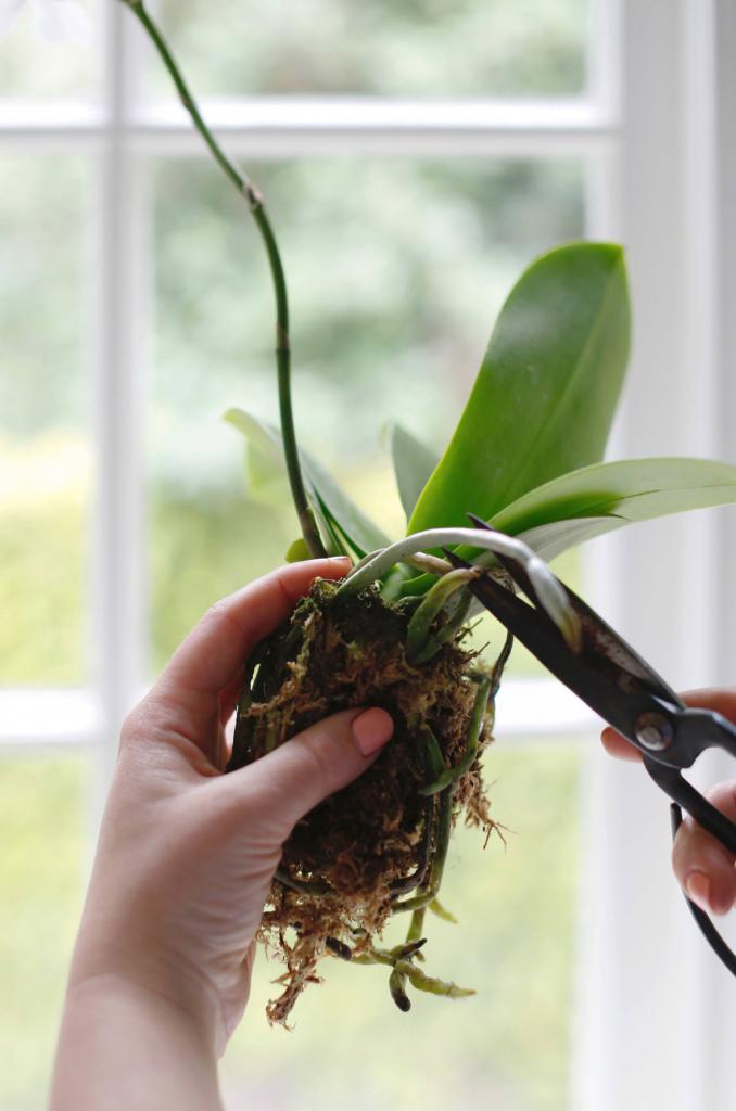 Removing damaged roots
