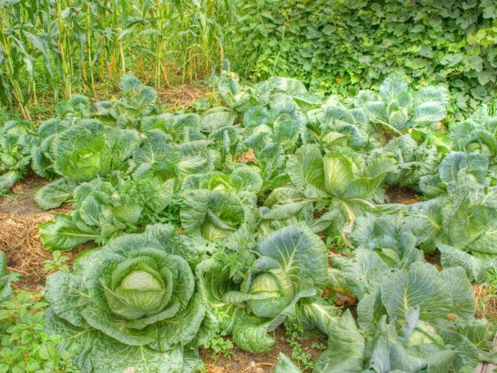 whether to remove the lower leaves from cabbage