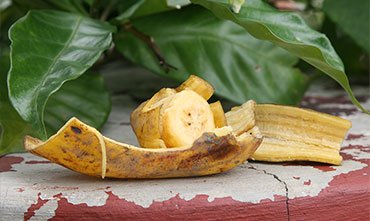 Banana peel fertilization