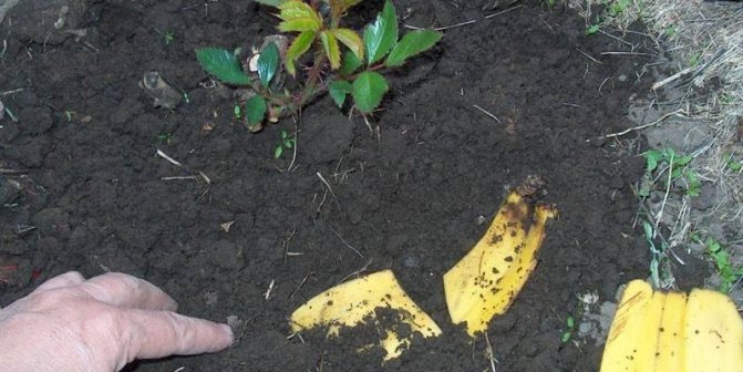 Fertilizarea florilor cu coji de banane