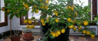 gödselmedel för citrus