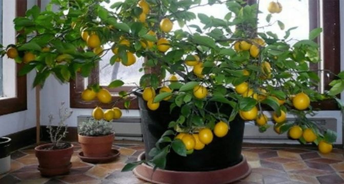 gödselmedel för citrus
