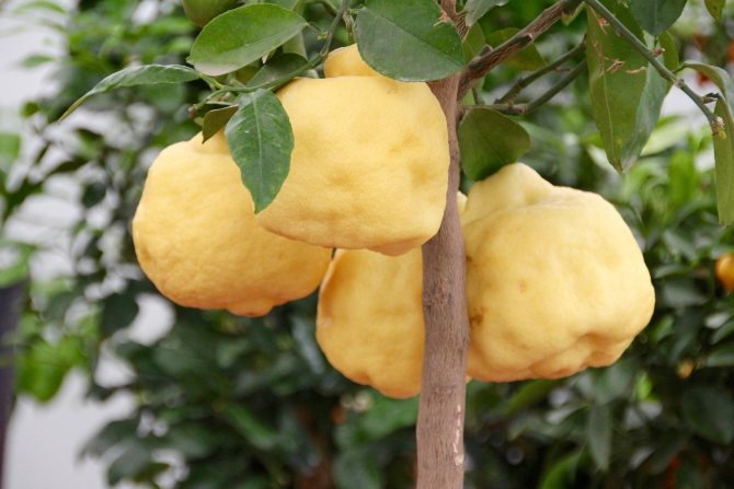 hnojivo pro citron