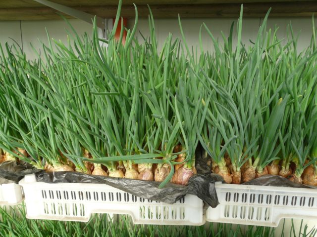 Fertilizer for onions on a feather: advice from experienced gardeners for an enviable harvest